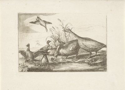Eenden en ganzen Verschillende vogels (seri başlığı) Farklı kuşların en mükemmel şekilleri (...) (dizi başlığı) by Pieter Schenk (I) (attributed to)