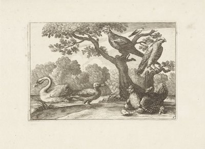 Kip bir araya geldi kuikens en andere vogels Verschillende vogels (seri başlığı) Farklı kuşların en mükemmel şekilleri (...) (dizi başlığı) by Pieter Schenk (I) (attributed to)