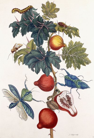 Çeşitli böceklerin metamorfozu, 1726 by Pieter Sluiter or Sluyter