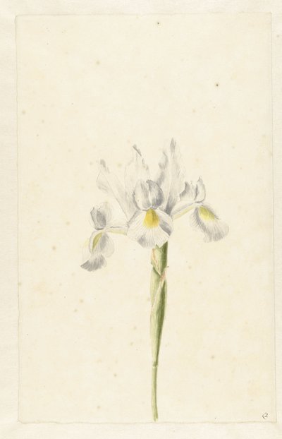 Beyaz İris (İris albicans) by Pieter Withoos (circle of)