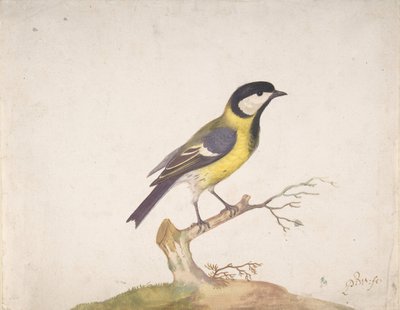 Bir Dalda Tünemiş Büyük Baştankara Parus binbaşı, 1670-93. by Pieter Withoos