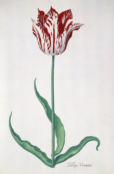 Tulipa Verwint by Pieter the Younger Holsteyn