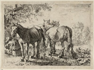  by Pieter van Laer