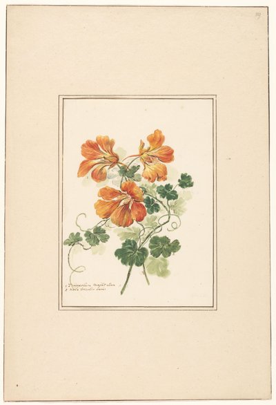 Tropaeolum ve menekşe dalları by Pieter van Loo (attributed to)