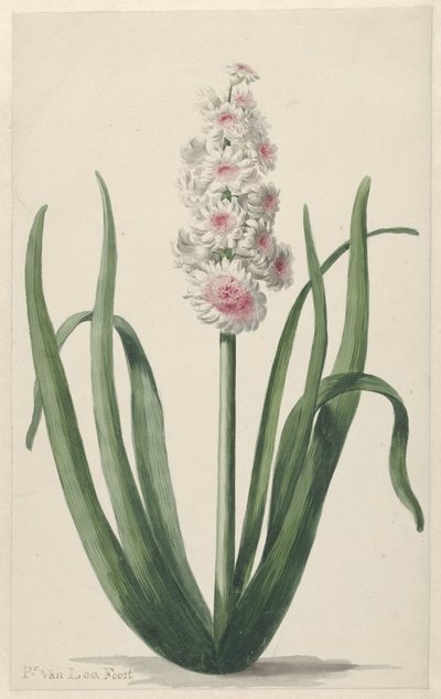 çiçek açan sümbül by Pieter van Loo