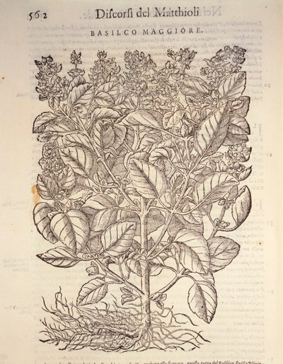 Fesleğen (ocymum basilicum), Pier Andrea Mattioli tarafından gravür by Pietro Andrea Mattioli