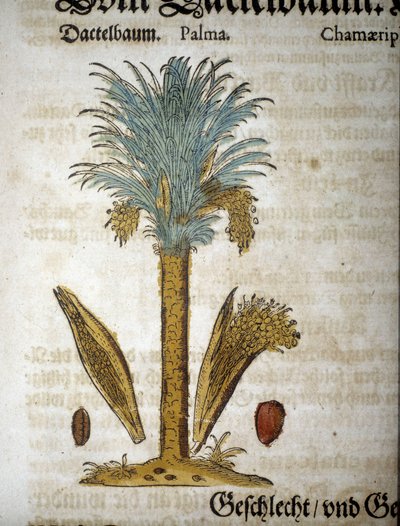 Botanik tahtası: Hurma ağacı - “” herbarium mattioli”” içinde. by Pietro Andrea Mattioli