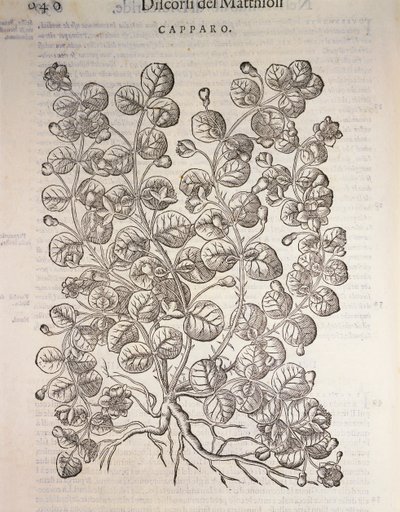 Kapari çalısı (Capparis spinosa), Pier Andrea Mattioli tarafından gravür by Pietro Andrea Mattioli