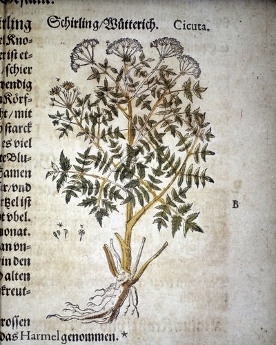 Cicuta - “” Herbaryum Mattioli ”” ”de. by Pietro Andrea Mattioli