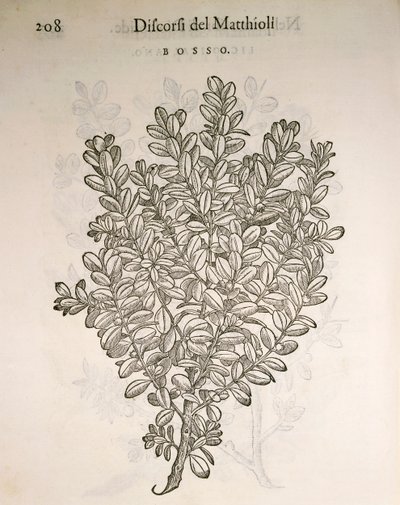 Ortak Kutu veya Şimşir (Buxus sempervirens), gravür Pier Andrea Mattioli by Pietro Andrea Mattioli