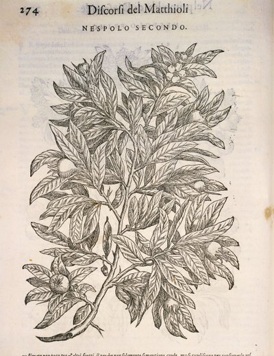 Ortak Medler (MSPilus Germanica), Pierre Andrea tarafından gravür by Pietro Andrea Mattioli