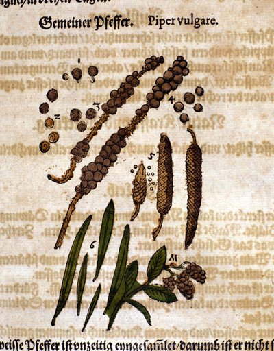 Ortak biber. Gravür - Pietro Andrea Mattioli (Matthiole) (1500-1577). Frankfurt by Pietro Andrea Mattioli