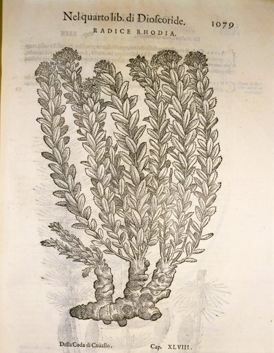 Altın Kök veya Roseroot (Rhodiola rosea), Pier Andrea Mattioli tarafından gravür by Pietro Andrea Mattioli