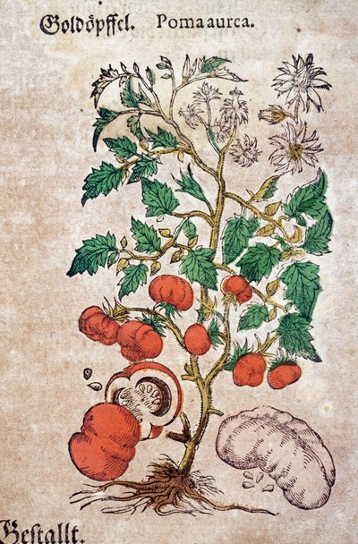 Herbaryum: Bir domates bitkisini (Caulis floridus) temsil eden botanik planoma aureche. Gravür "Kreutterbuch Des Hochgelehrten unnd weitberuhmten Herrn D. Petri Andrea Matthioli"" Pietro Andrea Mattioli (Matthiole) by Pietro Andrea Mattioli