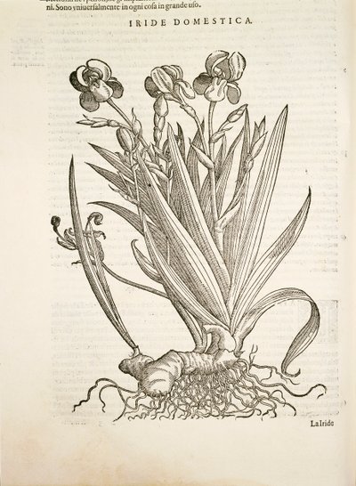 İris (Yerli iris), Pier Andrea Mattioli tarafından gravür by Pietro Andrea Mattioli