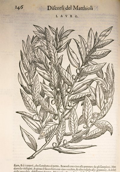 Laurel (Laurus), Pier Andrea Mattioli tarafından gravür by Pietro Andrea Mattioli