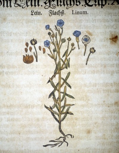 Lin veya Linum - “” Herbaryum Mattioli””de. by Pietro Andrea Mattioli