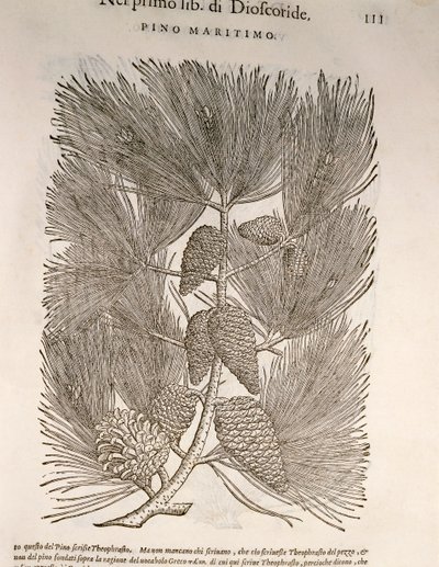 Deniz Çamı (Pinus pinaster), Pier Andrea Mattioli tarafından gravür by Pietro Andrea Mattioli