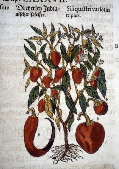 Biber veya Siliquaftri varietas tripleks - “” Herbier Mattioli””de by Pietro Andrea Mattioli
