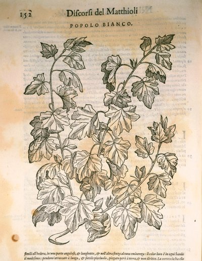 Kavak (Populus), Pier Andrea Mattioli tarafından gravür by Pietro Andrea Mattioli