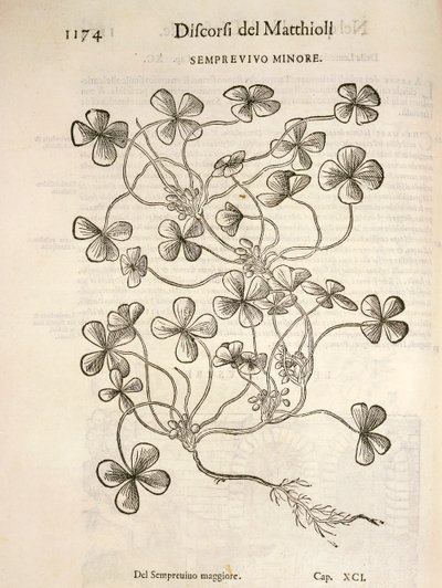 Sempervivum (Küçük houseleek), Pier Andrea Mattioli tarafından gravür by Pietro Andrea Mattioli