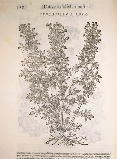 Silverweed (Potentilla alba), Pier Andrea Mattioli tarafından gravür by Pietro Andrea Mattioli
