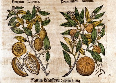 Narenciye. Portakal ve limon ağacı. Gravür - Pietro Andrea Mattioli (Matthiole) (1500-1577). Frankfurt by Pietro Andrea Mattioli