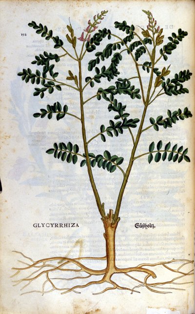 Meyankökü. Gravür - Pietro Andrea Mattioli (Matthiole) (1500-1577). Frankfurt by Pietro Andrea Mattioli