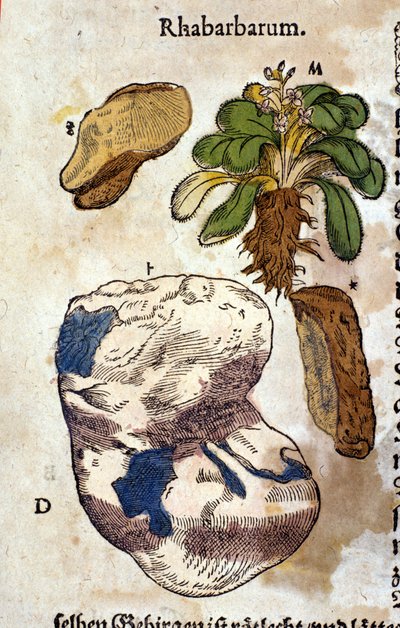Ravent. Gravür - Pietro Andrea Mattioli (Matthiole) (1500-1577). Frankfurt by Pietro Andrea Mattioli