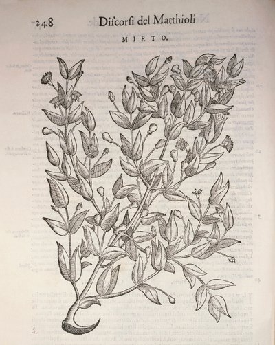 Gerçek Myrtle (Myrtus communis), Pier Andrea Mattioli tarafından gravür by Pietro Andrea Mattioli