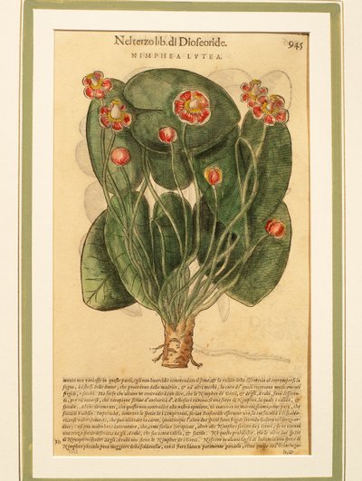 Sarı Nilüfer (Nymphaea lutea), renkli gravür by Pietro Andrea Mattioli