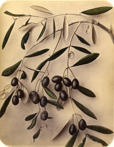 Zeytinler, 1870