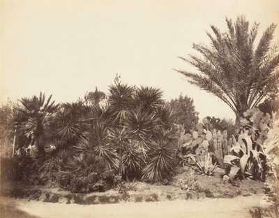 Pincian Bahçesi, Roma, 1853-56. by Possibly by Jane Martha St. John.