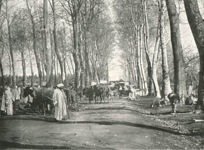 Arap panayırı ve pazarı, Boufarik, Cezayir, 1895. by Poulton and Co