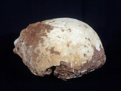 Hypselosaurus Priscus