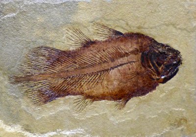 Karbonifer coelacanth'ın fosil ayak izi (nesne) by Prehistoric Prehistoric