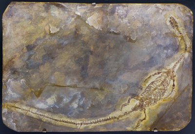Hyphalosaurus lingyuanensis fosili (öğe) by Prehistoric Prehistoric