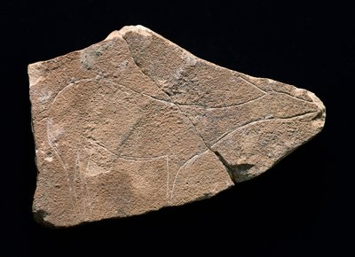Bir geyiği temsil eden petroglif, Parpallo Mağarası, İspanya. Üst Paleolitik, Solutreen (gravür) by Prehistoric Prehistoric