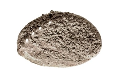 Tarih öncesi sanat: kabuk fosili. Barselona, La Riera mağarasından (fotoğraf) by Prehistoric Prehistoric