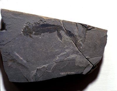 Prehistorya: Permiyen dönemi, Paleozoik dönem. Branchiosaurus (Brahiopode) fosili. Almanya