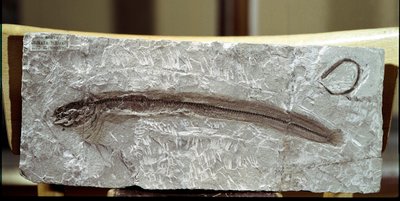 Tarihöncesi: Bolca Dağı (İtalya) bölgesinden balık fosili Eomirus Formosissimus. Eosen dönemi. Sivil Tarih Müzesi, Milano by Prehistoric Prehistoric