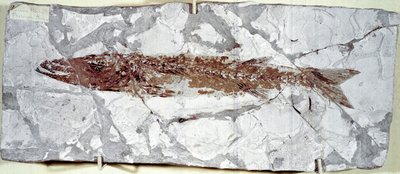 Tarihöncesi: Bolca Dağı (İtalya) bölgesinden balık fosili Sphyraena Bolcensis. Eosen dönemi. Museo civico di storia naturale, Milano by Prehistoric Prehistoric