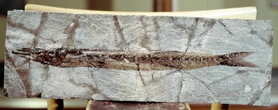 Tarihöncesi: Bolca Dağı (İtalya) bölgesinden balık fosili Sphyraena Bolcensis. Eosen dönemi. Museo civico di storia naturale, Milano by Prehistoric Prehistoric