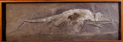 Prehistorya: Pareiasaudor fosili, tarih öncesi hayvan, Paris, doğa tarihi müzesi by Prehistoric Prehistoric