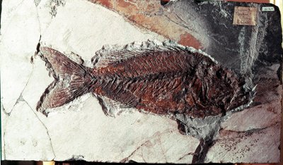 Tarih öncesi: Bolca Dağı (İtalya) bölgesinden Sparnodus Elongatus balığı fosili. Eosen dönemi. Museo civico di storia naturale, Milano by Prehistoric Prehistoric