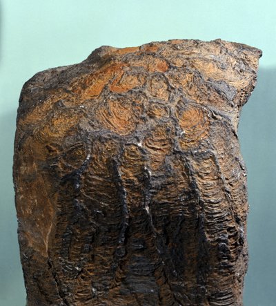 Prehistorya: Stromatolit (veya stromatolit), deniz kayası, arkeozoik dönem fosili. Moritanya
