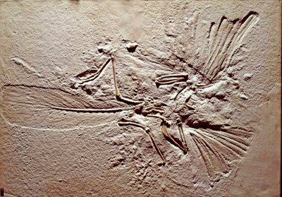 Tarih öncesi: Solnhofen (Almanya) bölgesinden Archaeopteryx (archeopteryx) Lithographica kuşunun fosili. Üstün Jura. Museo civico di storia naturale, Milano by Prehistoric Prehistoric