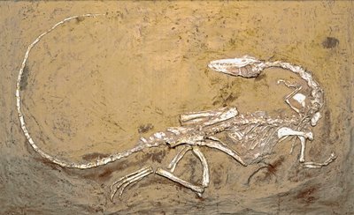 Tarih Öncesi: Dinozor Coelophysis