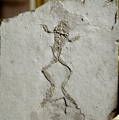 Tarih öncesi: İspanya