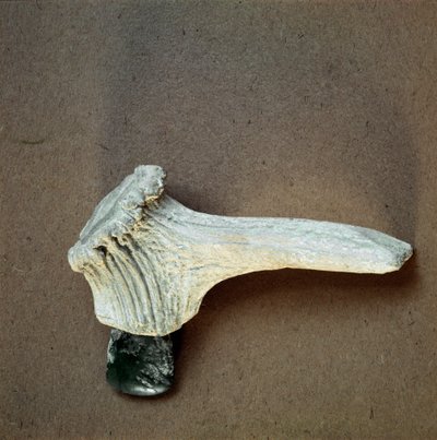 Tarih öncesi: Pollera (Finale Ligure), Liguria mağarasından geyik boynuzu saplı yeşil taş balta. Orta Neolitik, Taş Devri. Genler, museo di archeologia ligure by Prehistoric Prehistoric